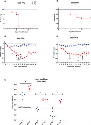 Neutrophils drive pulmonary vascular leakage in MHV-1 infection of susceptible A/J mice